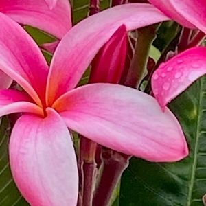 Meet your Posher, Vaniety